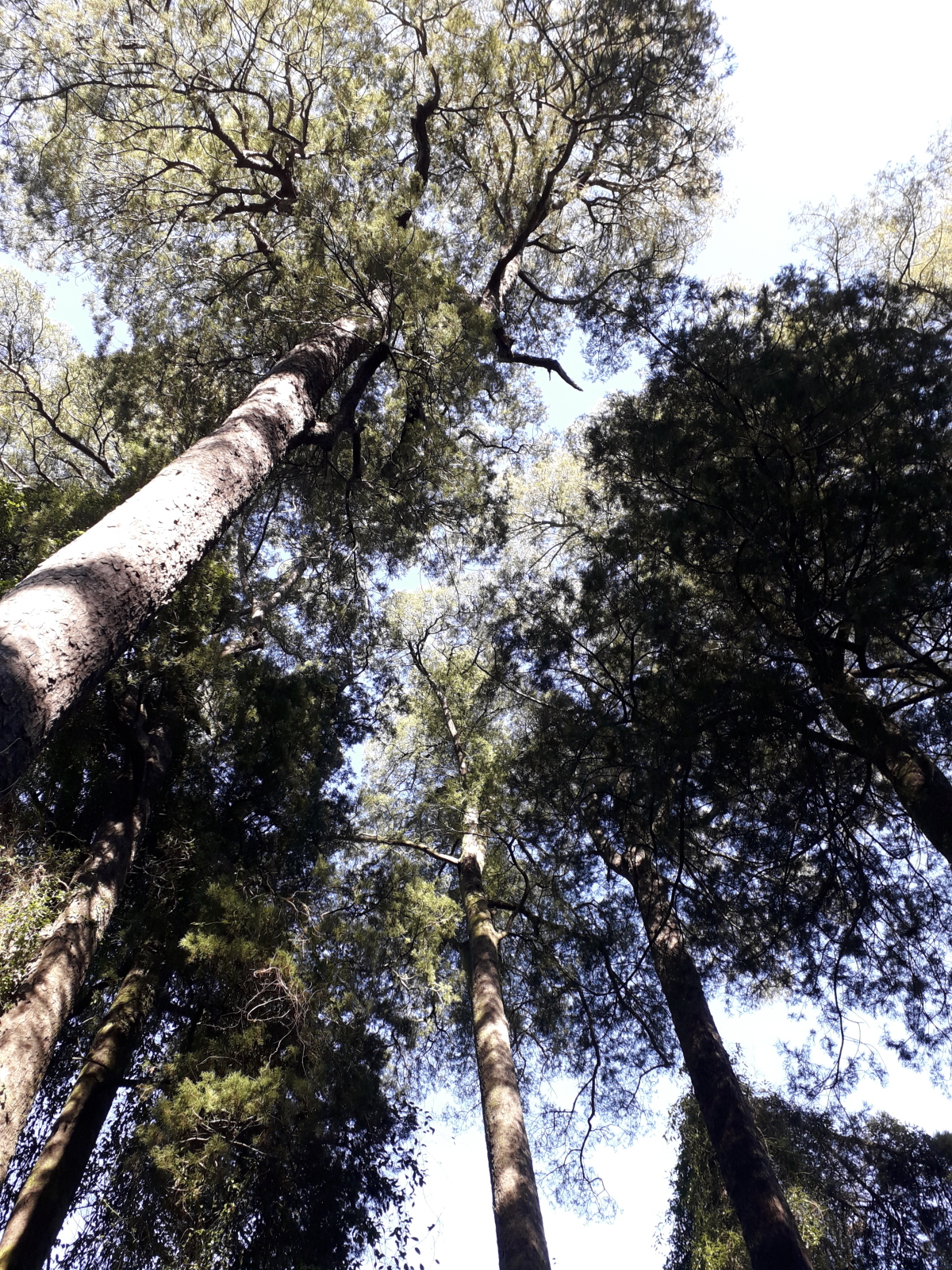 クライストチャーチに唯一残るカヒカテアの森「Putaringamotu-Riccarton bush- 」で静寂を楽しむ